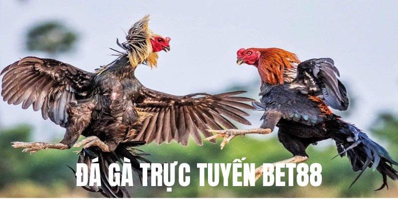 Đá gà BET88 - mang đến giây phút giải trí thú vị, kịch tính